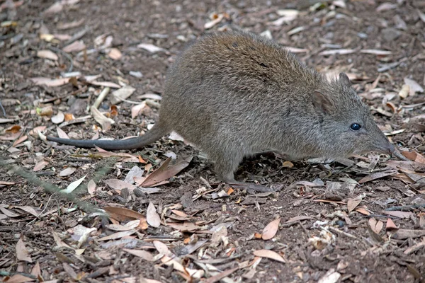 Potoroo Parece Com Rato Marsupial Muito Pequeno — Fotografia de Stock