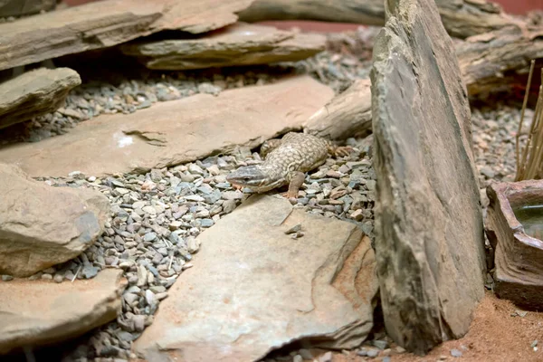 Genç Bir Tepe Kuyruklu Kertenkele — Stok fotoğraf
