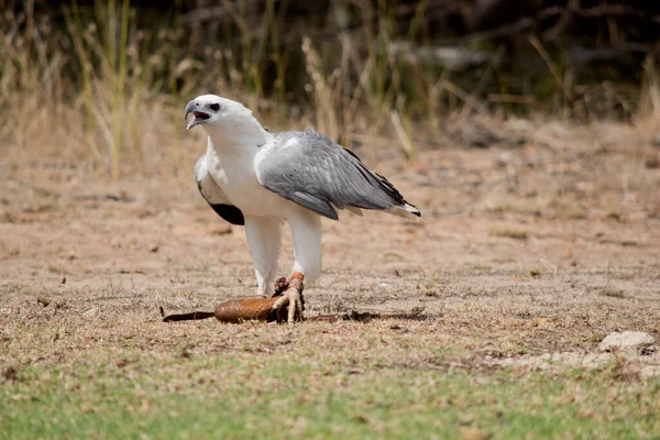 White Bellied Sea Eagle Has White Head Breast Wing Coverts — Foto Stock