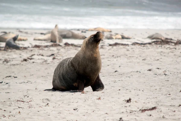 Male Sea Lion Walking Beach Looking Place Rest — Stock Photo, Image