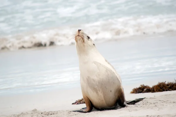 Madre Lobo Marino Está Buscando Cachorro — Foto de Stock