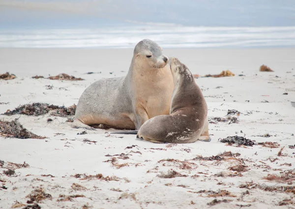 Sea Lions Grey Top White Protects Them While Swmming Ocean — Stock Photo, Image