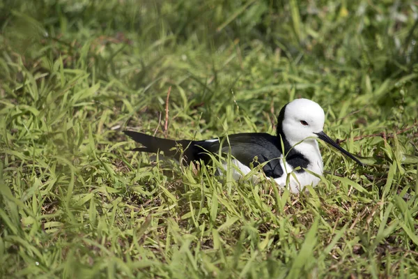 Der Schwarze Stelzenläufer Ruht Langen Gras — Stockfoto