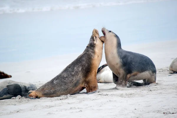 Twee Zeeleeuwen Pups Vechten Het Strand — Stockfoto