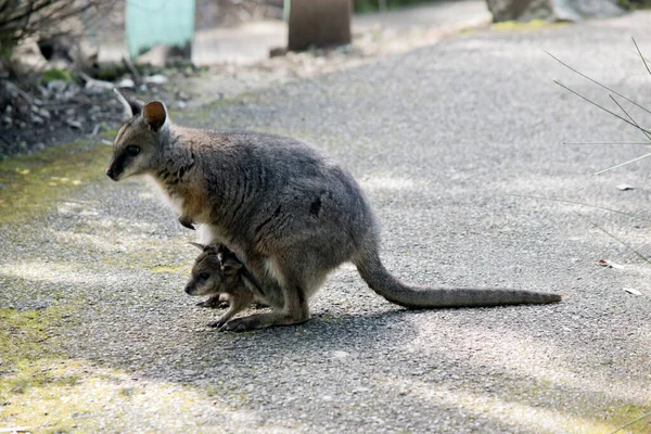 Tammar Wallaby Pequeno Marsupial Com Casaco Cinza Braços Bronzeados Com — Fotografia de Stock