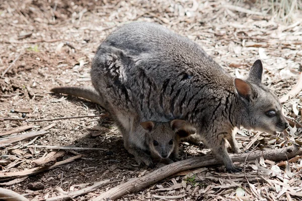 Das Tamar Wallaby Ist Ein Kleines Beuteltier Mit Grauem Fell — Stockfoto