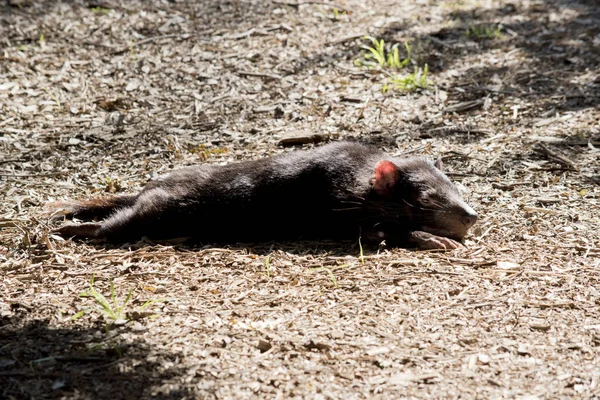 Diavolo Della Tasmania Riposa Sole — Foto Stock