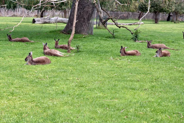 Uma Multidão Cangurus Cinzentos Ocidentais Estão Descansando Grama — Fotografia de Stock