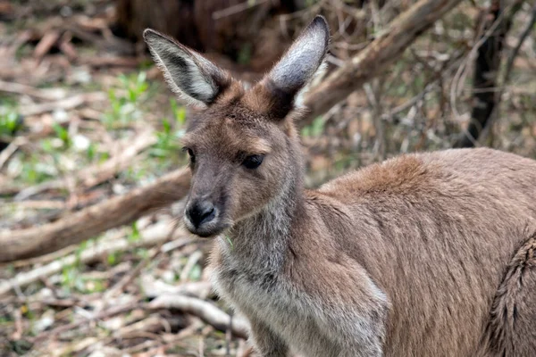 Blízko Západního Šedá Kangaroo — Stock fotografie