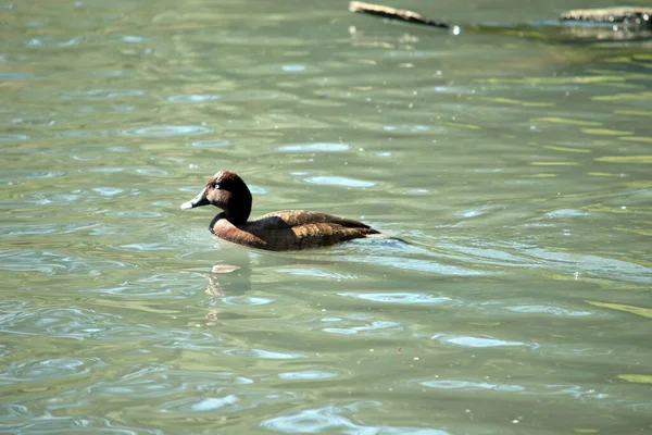 硬头鸭或白眼鸭在湖中游泳 — 图库照片