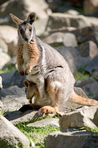 Gele Footed Rock Wallaby Heeft Een Joey Haarzakje — Stockfoto