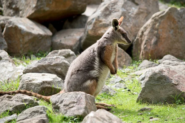 this is a side view of a young yellow footed rock wallaby