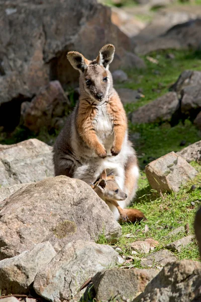 Yellow Footed Rock Wallaby Has Joey Her Pouch — Stock Photo, Image