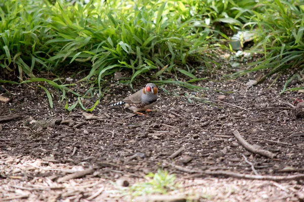 Zebra Finches Terutama Berwarna Abu Abu Dengan Karakteristik Garis Mata — Stok Foto