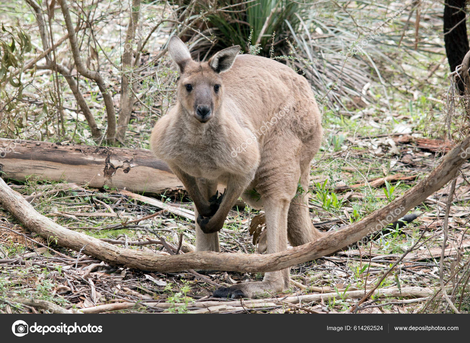 Why Are Kangaroos So Muscular
