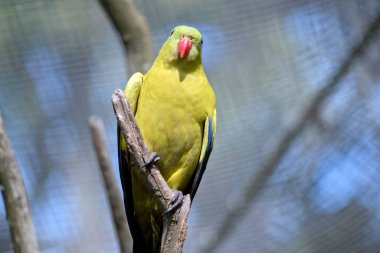 Vekil papağan bir ağaca tünemiş.