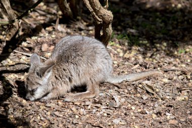 Joey Tammar Wallaby sadece birkaç aylık.