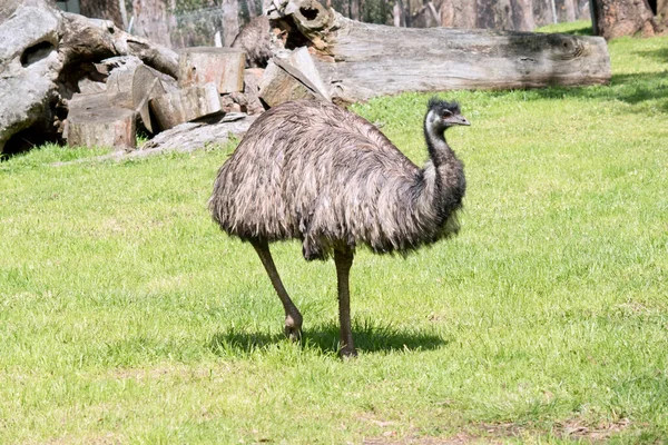 Emu Covered Primitive Feathers Dusky Brown Grey Brown Black Tips — Stock Photo, Image