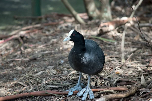 Der Blässhühner Ist Ein Schwarzer Wasservogel Mit Weißem Stirnschild — Stockfoto