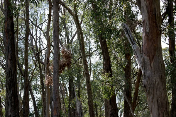 Esta Uma Floresta Eucalipto Australiano — Fotografia de Stock