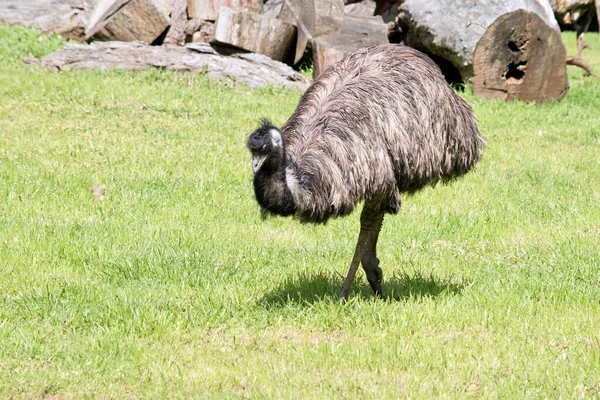 原始的な羽に覆われたEmuは黒い先端を持つ灰褐色から暗褐色です Emuの首は青みがかった黒で ほとんど羽はありません 彼らの目は黄褐色から黒色で くちばしは茶色から黒色です — ストック写真