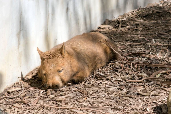 Hairy Nosed Wombat Sleeping Sun — Stock Photo, Image