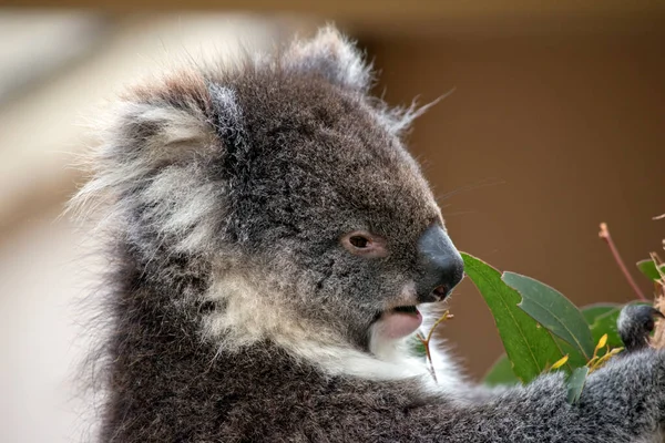 Dies Ist Eine Nahaufnahme Eines Koalas Einem Eukalyptusbaum — Stockfoto