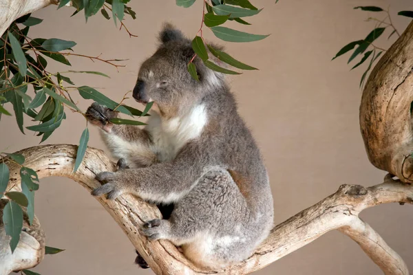 Est Une Vue Côté Koala Mangeant Des Feuilles — Photo