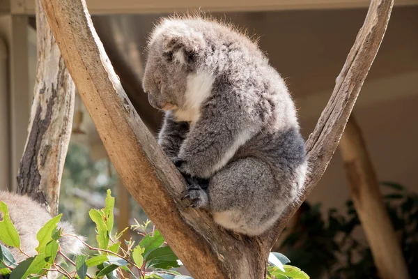 Der Koala Schläft Der Gabelung Eines Baumes — Stockfoto