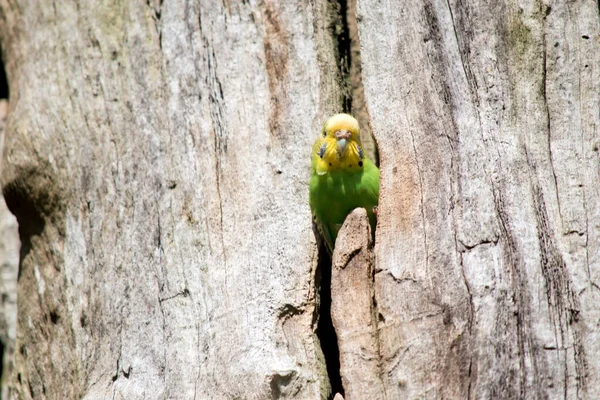 Parakeet Bird Green Yellow Has Black Markings Stripes Well Dark — Stock Photo, Image