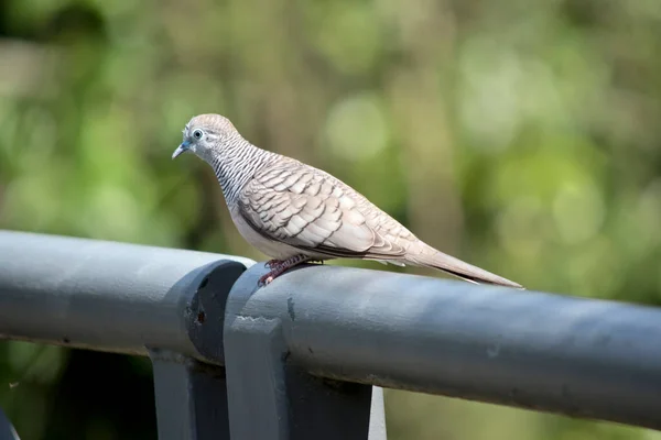 Vredige Duif Zit Een Hekpaal — Stockfoto