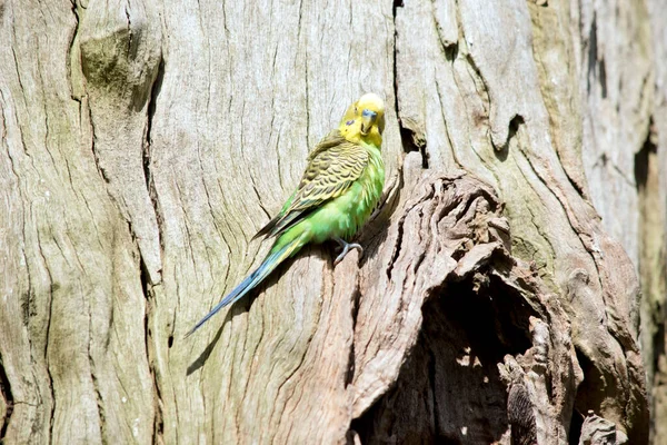 Male Parakeet Perched Side Tree — Stock Photo, Image