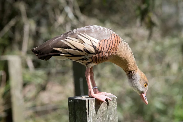 the plumised whistling duck is about to jump off the fence post