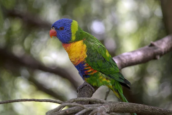 Side View Rainbow Lorikeet Branch — Stock Photo, Image