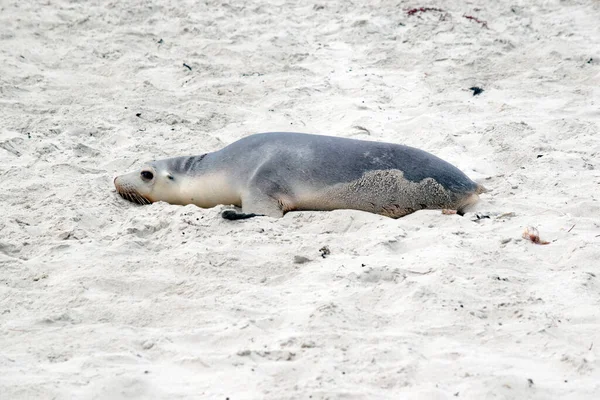 Filhote Leão Marinho Está Descansando Areia Seal Bay — Fotografia de Stock