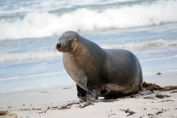 Otarie Mâle Marche Sur Plage Recherche Endroit Pour Reposer — Photo