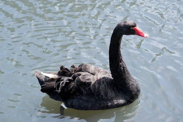Cisne Negro Tiene Cuerpo Negro Con Ojos Rojos Pico Rojo —  Fotos de Stock