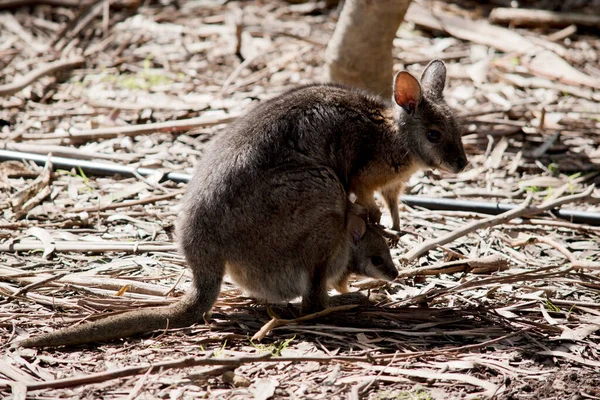 Dit Een Tammar Wallaby Met Een Joey Die Uit Haar — Stockfoto