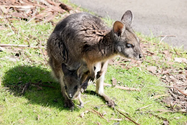 Tammar Wallaby Tiene Joey Bolsa — Foto de Stock