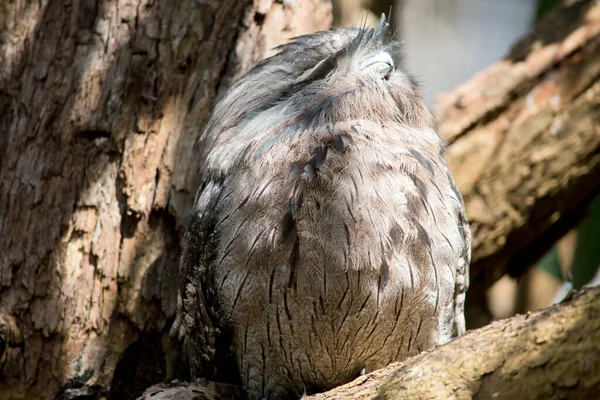 Est Gros Plan Une Gueule Grenouille Fauve Dans Arbre — Photo