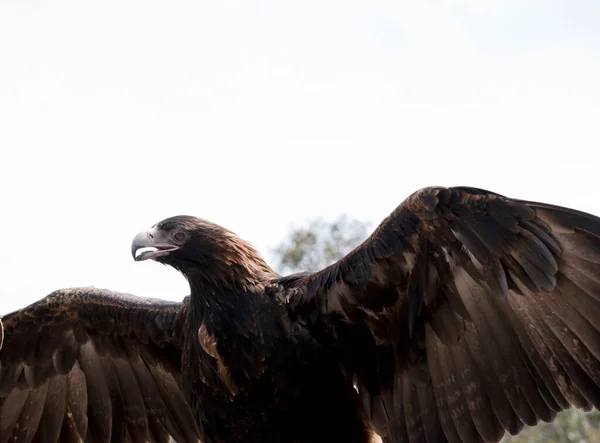 Wigstaartarend Een Bruine Vogel Als Hij Ouder Wordt Zijn Veren — Stockfoto