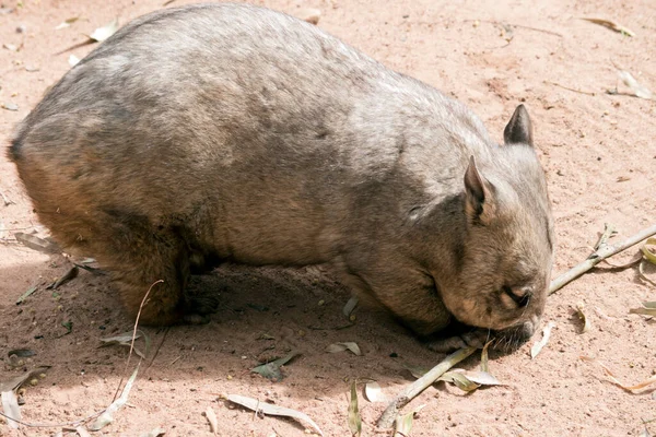 Side View Hairy Nosed Wombat — Stock Photo, Image