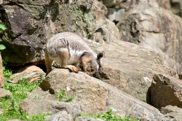 Este Joven Wallaby Roca Patas Amarillas Escalando Sobre Rocas —  Fotos de Stock