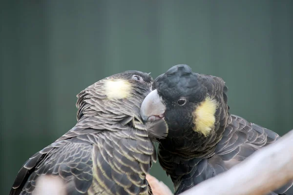 Cacatua Preta Cauda Amarela Tem Bico Cinza Bochecha Amarelo Penas — Fotografia de Stock