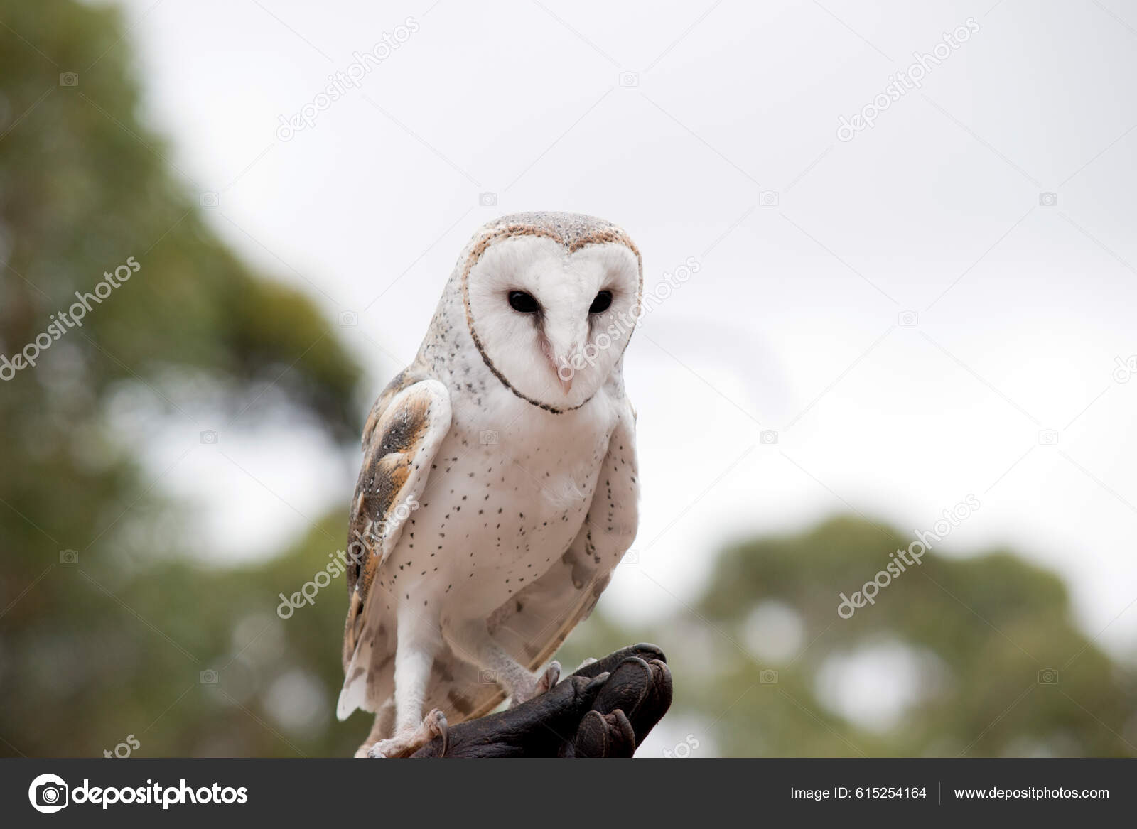 올빼미의 심장은 얼굴에 날개가 가슴을 가지고 — 스톡 사진 © ozflash #615254164, image size:1600x1167