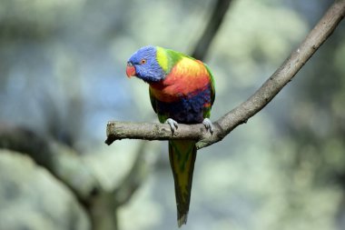 gökkuşağı Lori bir ağaç dalı üzerinde tünemiş