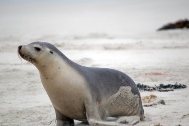 Deniz aslanı yavrusu balıktan dönmek için annesini arıyor.