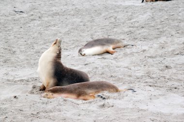 Deniz aslanının beyaz bir tabanı ve gri bir üstü vardır.