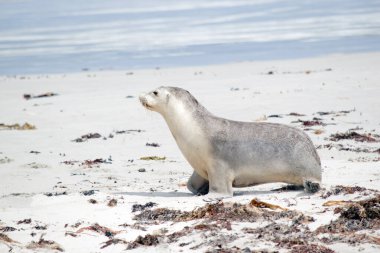 Bu bir deniz aslanı yavrusu.