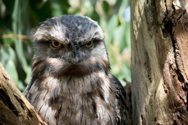 Tawny Frogmouth bir ağacın çatalına tünemiş.